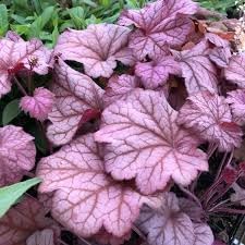Baby Pink Heuchera Flower Seeds for Planting - Heirloom, NON-GMO Seeds for Garden Growth