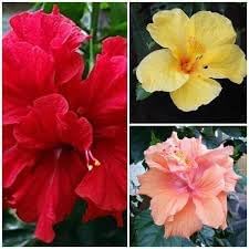 Hibiscus Flower Seeds Heirloom Non GMO Planting - 100