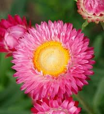 Helichrysum Bracteatum Flower Seeds for Planting ,Heirloom Seeds