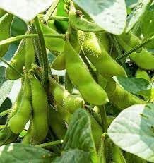 Soybean Seeds for Planting, 100 pcs