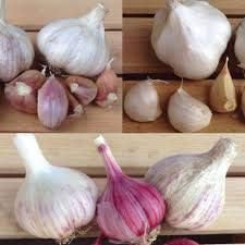 Garlic Seeds for Planting, Mixed Colour, 100 pcs