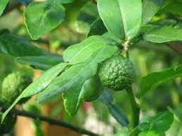 Citrus Hystrix Plant Seeds for Planting and Cultivating Bold and Aromatic Lime Fruits - Heirloom and GMO Free Seeds