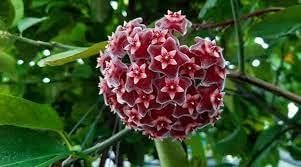 Heirloom Burgundy Hoya Flower Seeds for Planting – Non-GMO, Rare Fragrant Garden Blooms