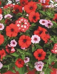 Heirloom Non-GMO Surfinia Flower Seeds for Planting – Cascading Blooms for Hanging Baskets