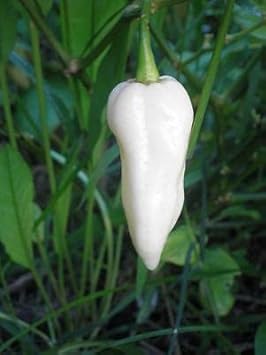 White Hot Pepper Capsicum annuum seeds for garden planting