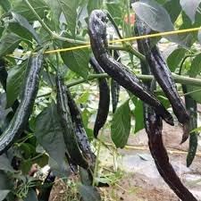 Pasilla Bajio Chile Capsicum annuum seeds for garden planting