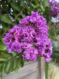 Lagerstroemia Flower Seeds for Heirloom Lagerstroemia Flower Seeds, Non-GMO Crape Myrtle Blooms for Colorful Garden and Landscape Planting, Heirloom, Non-GMO,