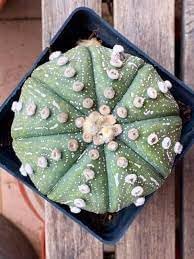 Astrophytum Plant Seeds – Heirloom, Non-GMO, Star Cactus Variety for Decorative Garden Planting