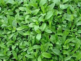 Kalimeris Kalimeris spp. seeds for garden planting