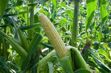 SS2742 – Corn Seed