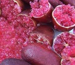 Nutmeg Myristica Seeds for Aromatic and Spicy Harvests 100 pcs