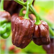 Habanero Pepper Seeds for Planting - 100 pcs
