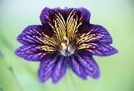 Salpiglossis Flower Seeds – Heirloom Non-GMO Seeds for Vibrant and Decorative Garden Planting