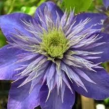 Heirloom Non-GMO Blue Clematis Flower Seeds for Planting – Vibrant Climbing Vine Bloom Seeds