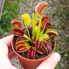 Heirloom Non-GMO Venus Plant Seeds for Unique Carnivorous Garden and Terrarium Planting