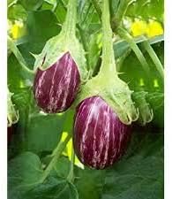 Eggplant Vegetable Seeds for Planting – Purple Variety 100 pcs