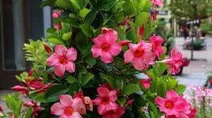 Heirloom Non-GMO Perennial Flower Seeds for Planting – Colorful Long-Lasting Garden Blooms