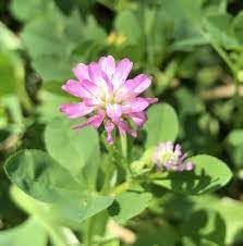 Heirloom Non-GMO Persian Clover Flower Seeds for Planting – Blooms for Pollinator Gardens