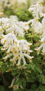 Organic Heirloom Non-GMO Corydalis Solida Seeds for Planting – Early Spring Blooms