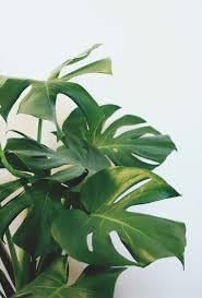 Boho Plant Seeds for Planting - 100 pcs