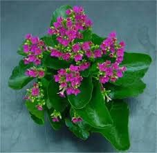 Kalanchoe Purple Flower Seeds – Organic, Heirloom, Non-GMO Seeds for Planting