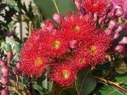 Heirloom Non-GMO Corymbia Ficifolia Flower Seeds for Planting – Colorful Ornamental Tree Blooms