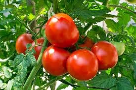 Giant Tomato Seeds for Planting, Red, 100 pcs