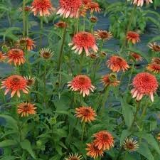 Orange Red Echinacea Secret Lust Wildflower Seeds for Planting -Hierloom Flower Seeds,GMO Free Seeds
