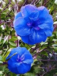 Blue Camellia Flower Seeds – Heirloom Non‑GMO
