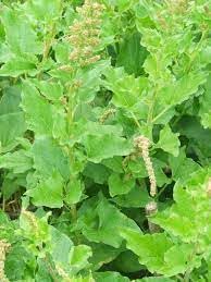 Heirloom Non-GMO Henry Plant Seeds for Garden – Unique Foliage Variety