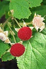 Thimbleberry Fruit Seeds for Planting - Growing Tangy and Tart Wild Berries, Heirloom & Non-GMO Seeds
