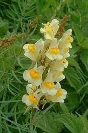 Heirloom Toadflax Flower Seeds for Garden Planting, Non-GMO, Wildflower Blooms for Pollinators