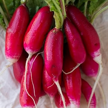 Lady Slipper Radish Raphanus sativus seeds for garden planting