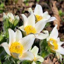 Pasque Flower Seeds – Non-GMO Heirloom Blooms for Spring Garden Planting