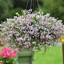 Blutopia Flower Seeds for Planting, Heirloom, Non-GMO, 100