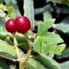 10pcs Cissus Fruit Seeds - Hardy Vining Plant for Growing Tropical Fruits 100 pcs
