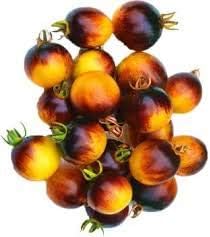 Yellow Red Tomato Solanum lycopersicum for planting in home garden