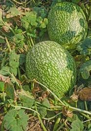 Chilacayote Vegetable Seeds for Planting - 100 pcs