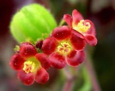 Organic Red Bellyache Bush Plant Seeds for Planting – Heirloom, Non-GMO