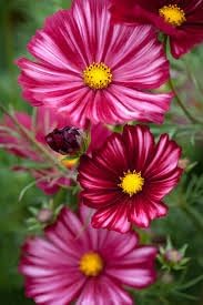 Cosmos Velouette Flower Seeds for Planting – Vibrant Blooms, Non-GMO, Heirloom Seeds