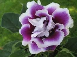 Gloxinia Flower Seeds, Heirloom, Non-GMO Seeds for Planting