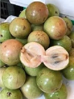 Fresh Vietnam Milk Melon Fruit Seeds for Planting Light Pale Pink 100 pcs