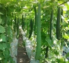 Long Luffa Vegetable Seeds for Planting - 100 pcs