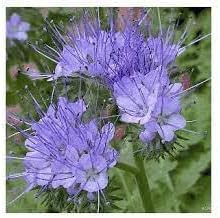 Heirloom Lacy Phacelia Flower Seeds for Garden Planting, Non-GMO, Pollinator-Friendly Wildflower Blooms