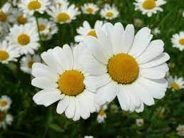 Heirloom Brachyscome Flower Seeds for Garden Planting, Non-GMO, Daisy-Like Blooms for Edging