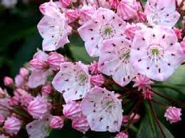 Heirloom Non-GMO Laurel Bush Flower Seeds for Lush Evergreen Garden Planting