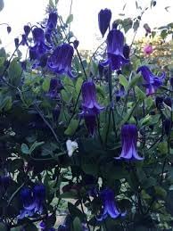 Heirloom Clematis Rooguchi Flower Seeds, Non-GMO Bell-Shaped Blooms for Planting