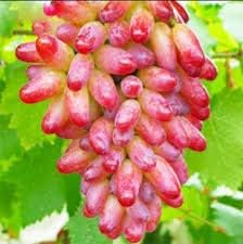 Grape Fruit Seeds for Planting - Red Green Color Variety, Ideal for Home Garden, GMO Free