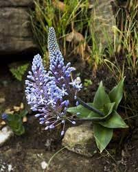 Merwilla Flower Seeds for Planting, Heirloom, Non-GMO