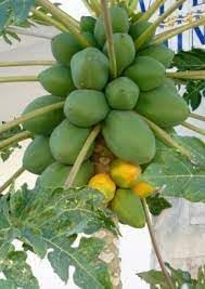 Melonenbaum Fruit Seeds - A Tree That Produces Refreshing Melons 100 pcs